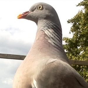 Pidgeon