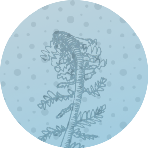 fern watermark
