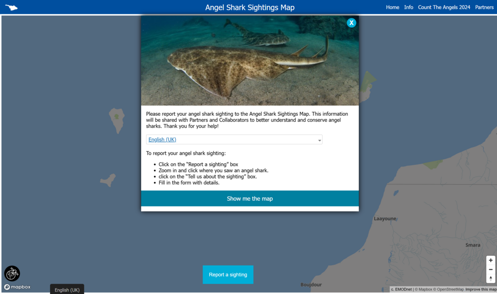 Angel sharks project info