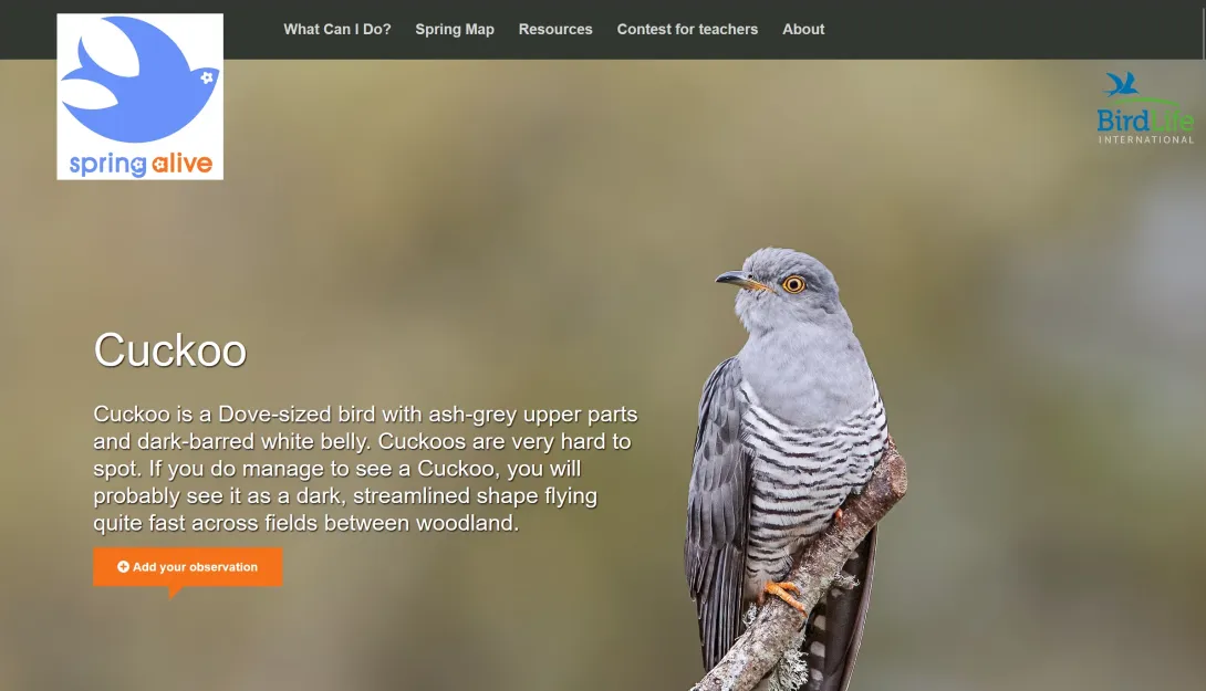 Screenshot of the Spring Alive website showing the Cuckoo page